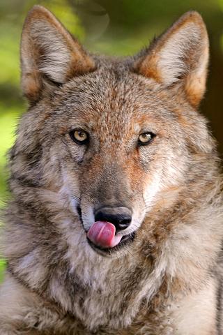 Animals : Wolf Android Personalization