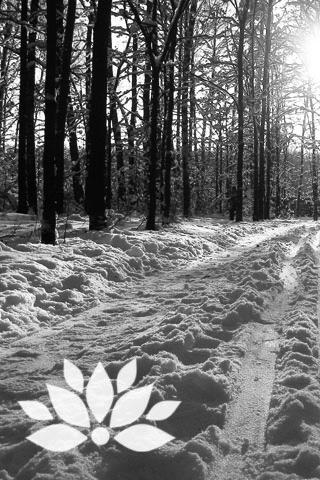 Zen Winter Ice Path