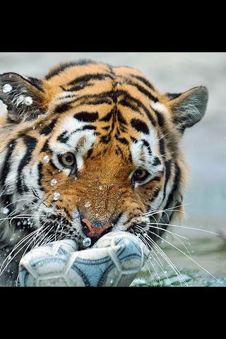 Animals : Tiger Android Personalization