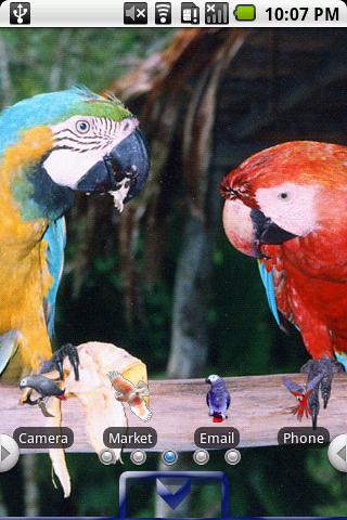 Parrots_Birds
