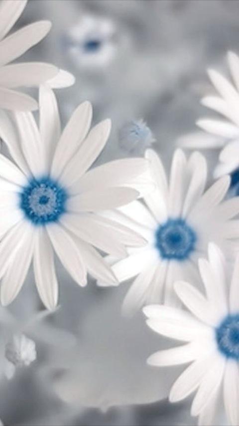 Flower Love Wallpapers Android Personalization