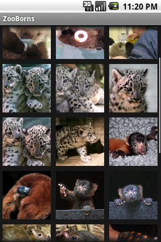 ZooBorns Android Entertainment
