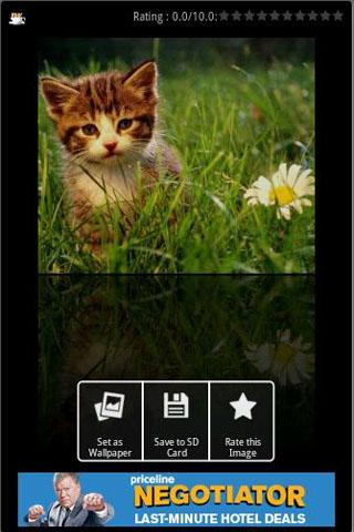 Cute Kittens Wallpapers Android Personalization