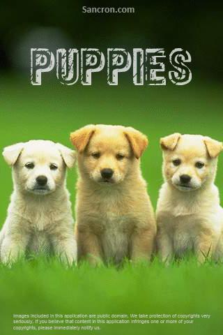 Cute Puppies Wallpapers Android Personalization
