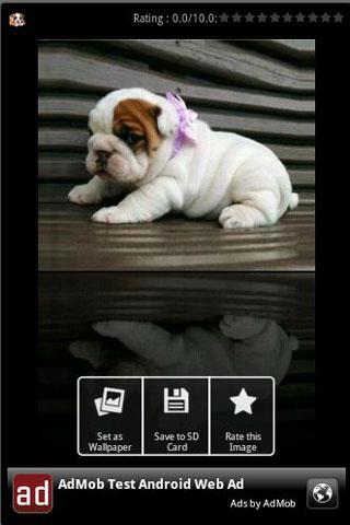 Cute Puppies Wallpapers Android Personalization