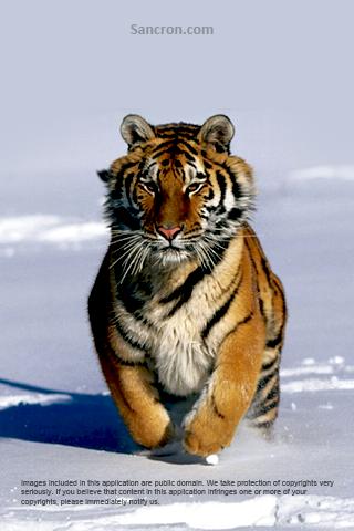 Tiger Wallpapers Android Personalization