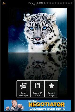 Tiger Wallpapers Android Personalization