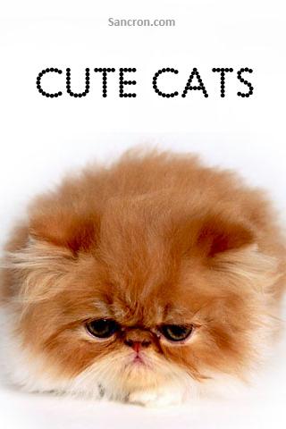 Cute Cats Wallpapers Android Themes