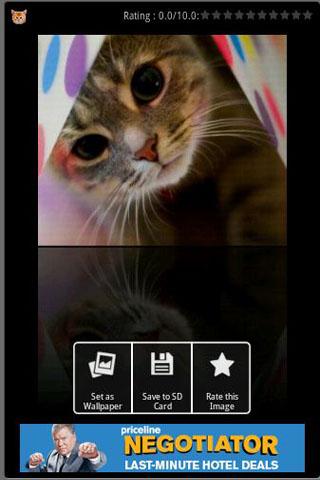 Cute Cats Wallpapers Android Themes