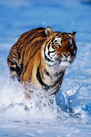 HD Animal Wallpapers Android Entertainment