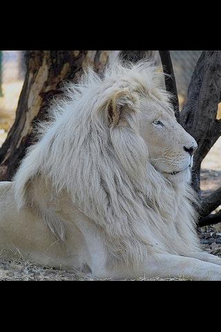 Animals : Lion