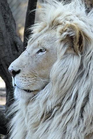 Animals : Lion Android Personalization
