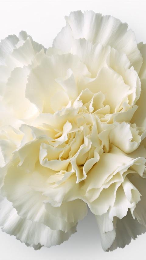Flowers – Carnation Wallpapers Android Personalization