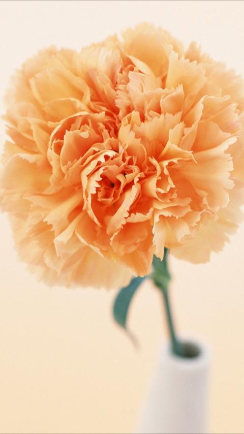 Flowers – Carnation Wallpapers Android Personalization