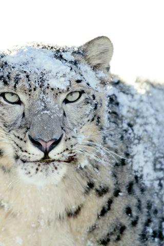 Snow Leopard Wallpapers Android Personalization