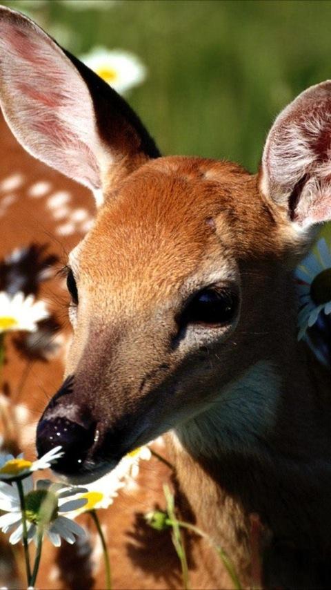 Deer Wallpapers Android Themes