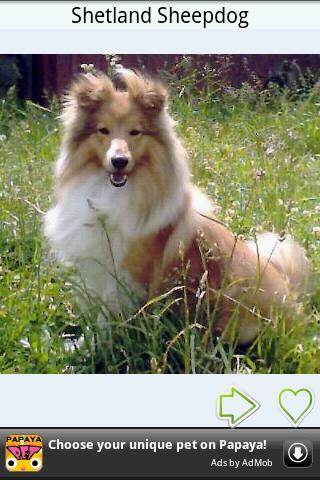 Dog Breeds Gallery Android Reference