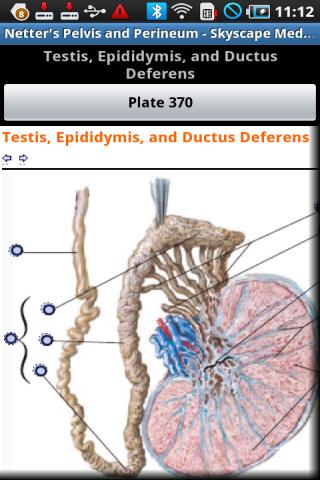 Netter’s: Pelvis and Perineum Android Health