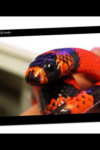 Creepy : Snakes Android Health & Fitness