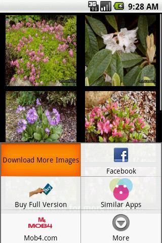 Flower Wallpaper Android Personalization