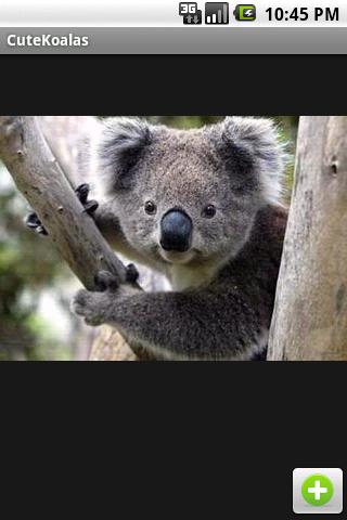Cute Koala Android Media & Video
