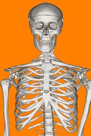 Halloween Wallpaper  Mr Bones