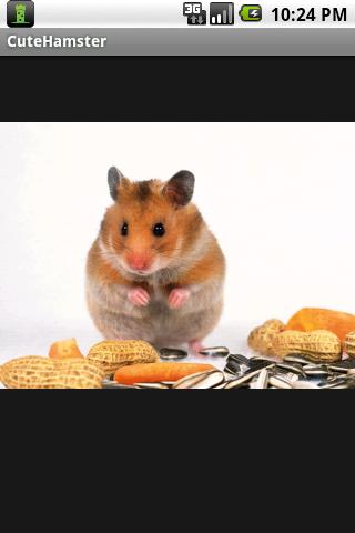 Cute Hamsters