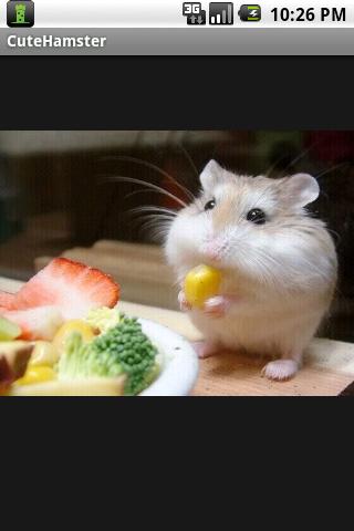 Cute Hamsters Android Media & Video