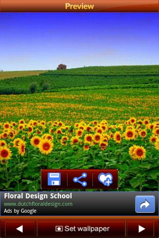 Sunflower Wallpapers Android Entertainment