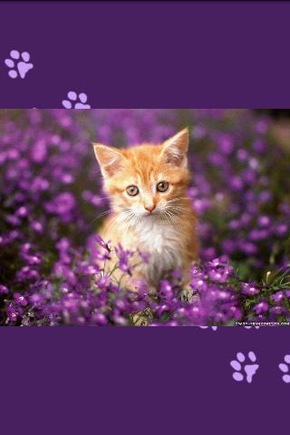 Unlimited Cats Wallpapers Android Entertainment