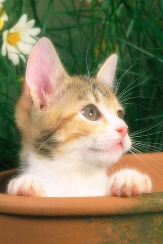 pet lovely HD wallpaper