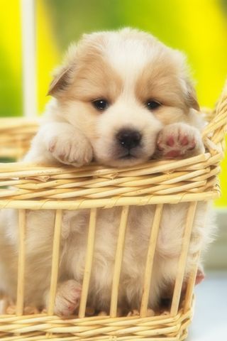 lovely dogs wallpapers Android Entertainment