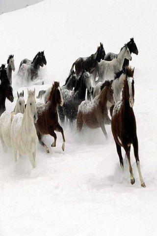 Horse images wallpaper Android Lifestyle