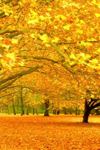 Autumn Color Pics Wallpaper Android Themes