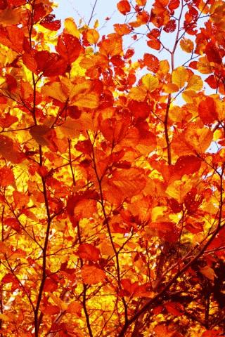 Autumn Color Pics Wallpaper Android Themes