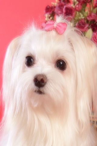 Cute Dogs Wallpaper I Android Themes