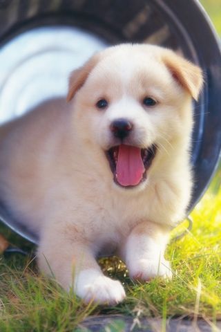 dogs lovely HD wallpapers Android Themes