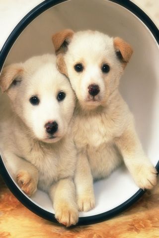 dogs lovely HD wallpapers Android Themes