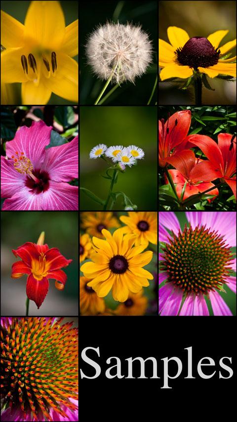 PRO Flower Wallpapers Android Themes