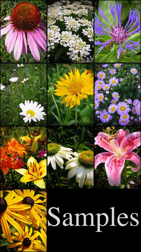 PRO Garden Flower Wallpapers Android Themes