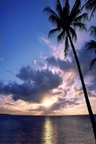 Palm Tree Sunset Beach LWP