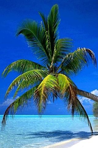 Palm Tree Beach LWP Android Themes
