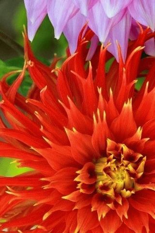 Natural Flower Pics HD Android Themes