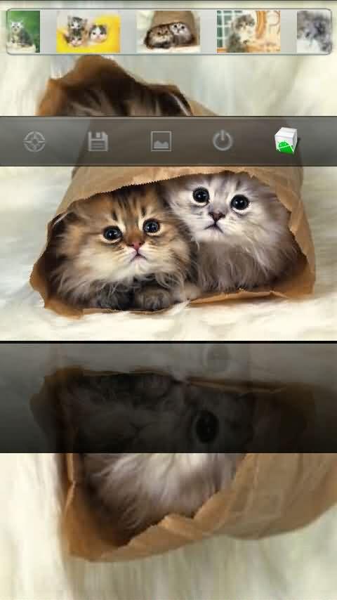 lovely kitty HD wallpaper Android Themes