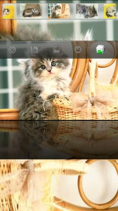 lovely kitty HD wallpaper Android Themes