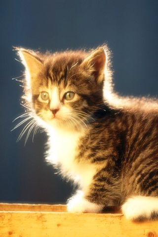 The Cute Cat Wallpaper Android Themes