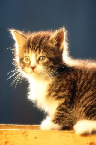 The Cute Cat Wallpaper