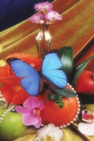 butterfly offical HD wallpaper Android Themes