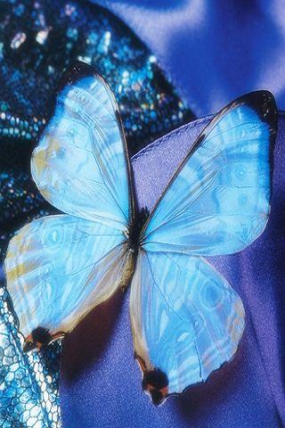 butterfly offical HD wallpaper Android Themes