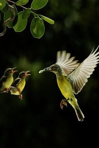HD Nature & Bird Pics Android Themes